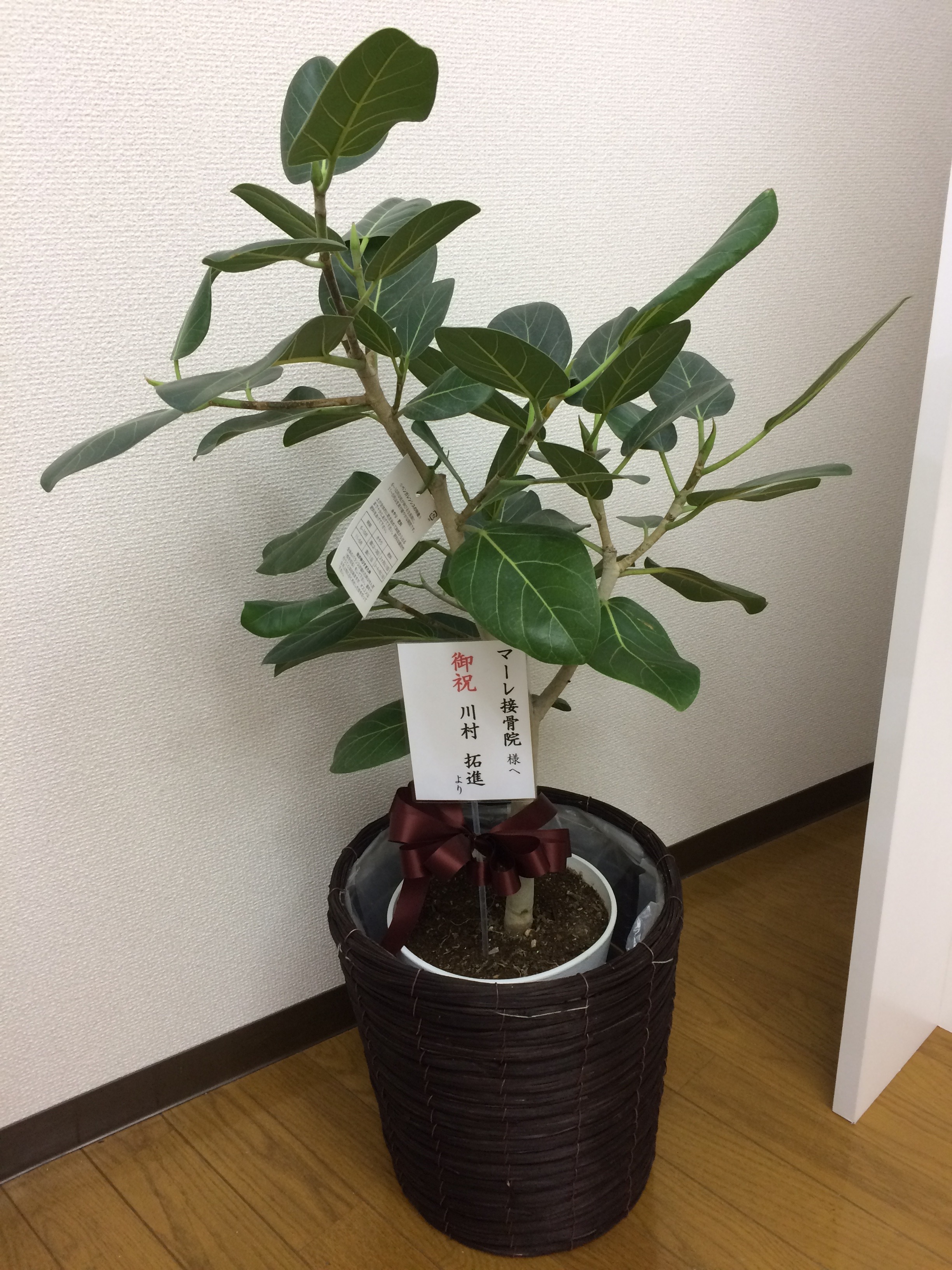 植物